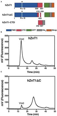 Heterologous Expression and Biochemical Characterization of the Human Zinc Transporter 1 (ZnT1) and Its Soluble C-Terminal Domain